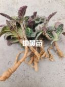 河南焦作鲜地黄苗 地随苗 怀鲜生地黄 生地黄苗 地黄苗