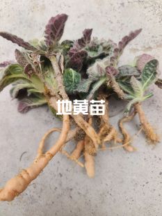 地黄苗，生地黄苗，地随苗，河南焦作鲜地黄苗，怀鲜生地黄