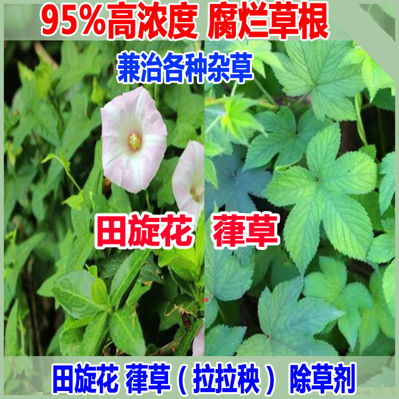 葎草除草剂田旋花除草剂拉拉秧除草剂杂草除草剂烂根阔叶杂草藤类