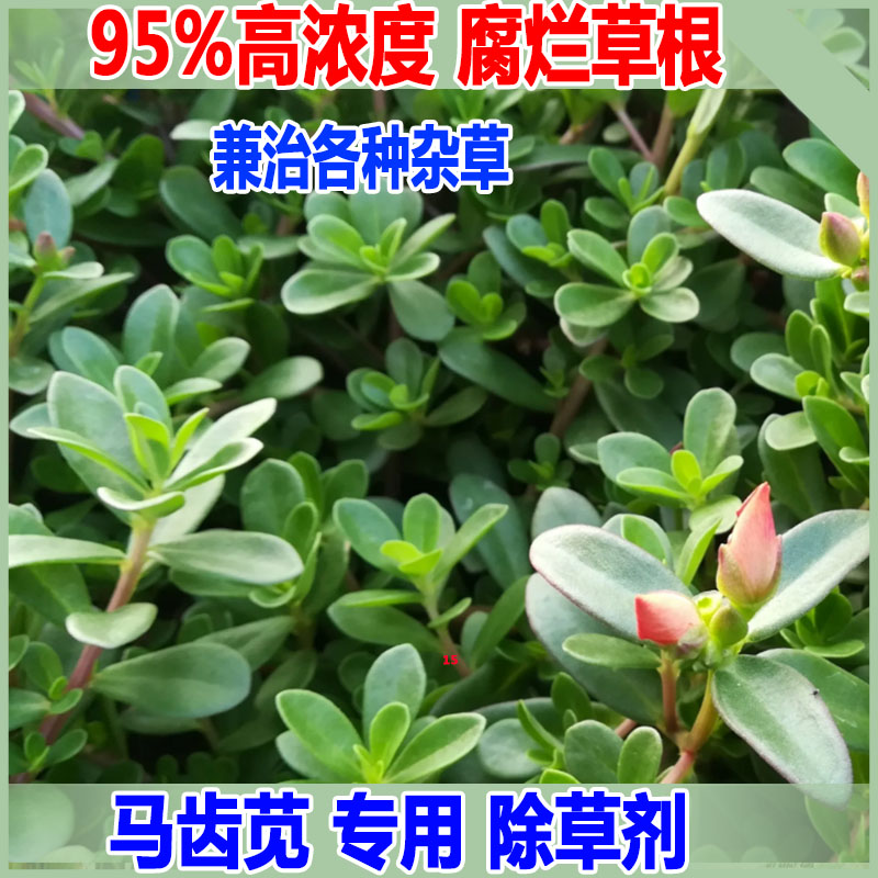 马齿苋除草剂高浓度马蜂菜