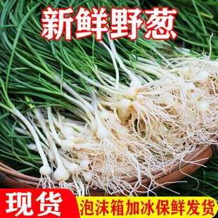 野葱野菜现挖小根蒜胡葱湘西新鲜野生葱百香葱苦藠头薤白可做种苗