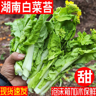 白菜苔新鲜湖南本地菜苔甜菜苔青菜新鲜蔬菜农家自种应季时令青菜