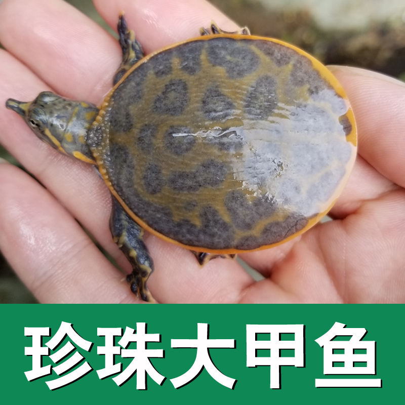 美国珍珠鳖小鳖苗白化水鱼深水龟鱼缸混养变异王八甲鱼苗大甲鱼苗-封面