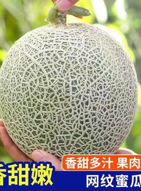 山东玫珑蜜瓜5斤包邮当季鲜甜