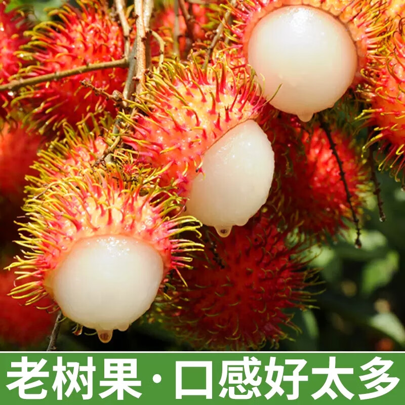 红毛丹新鲜现摘甜蜜毛荔枝毛丹果