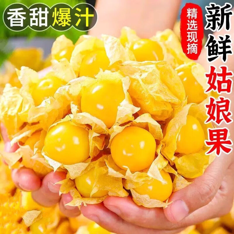 【产地直发】正宗云南姑娘果大果超大号新鲜孕妇水果灯笼果菇娘果,水产肉类/新鲜蔬果/熟食,菇娘果/灯笼果,淘宝优惠券,粉丝福利购,淘宝优惠卷