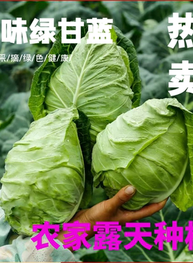 清甜爽口脆嫩农家自种莲花白甘蓝