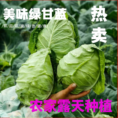 清甜爽口脆嫩农家自种莲花白甘蓝