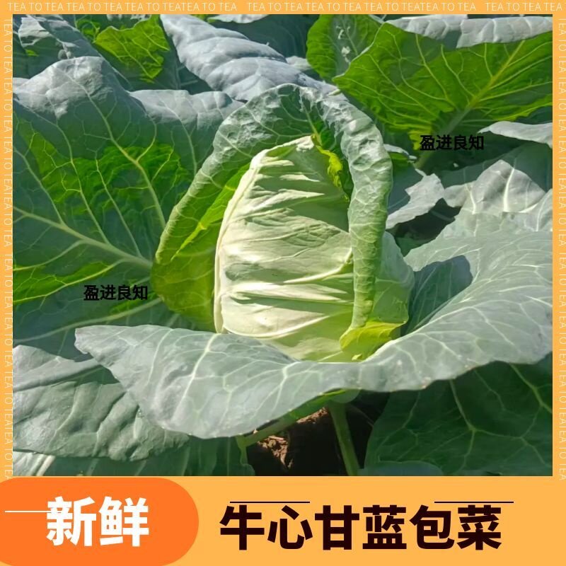 贵州牛心菜牛心甘蓝包菜现砍现发生鲜新鲜叶菜类包邮