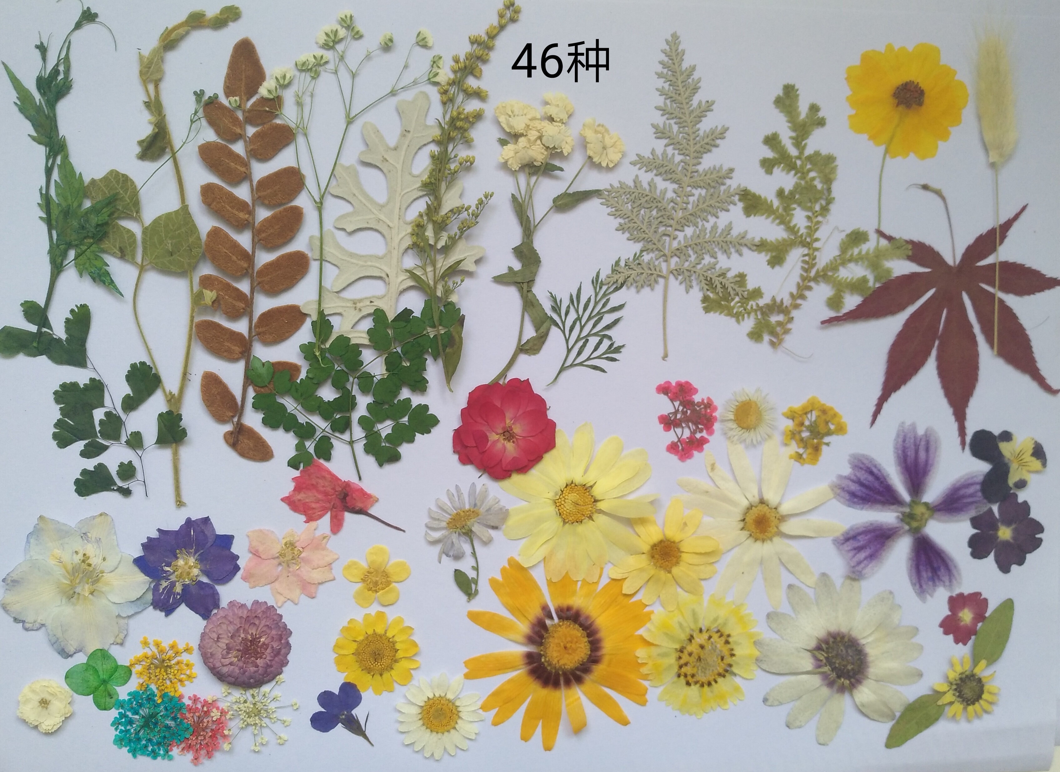 周周押压花 植物标本DIY白晶菊雏菊蕾丝月季花草干花叶混包 包邮在类目 家居饰品, 花瓶/花器/仿真花/仿真饰品, 干花/花瓣/干花包/干树枝中 - 来自Buy2taobao.com提供专业的淘宝代购服务
