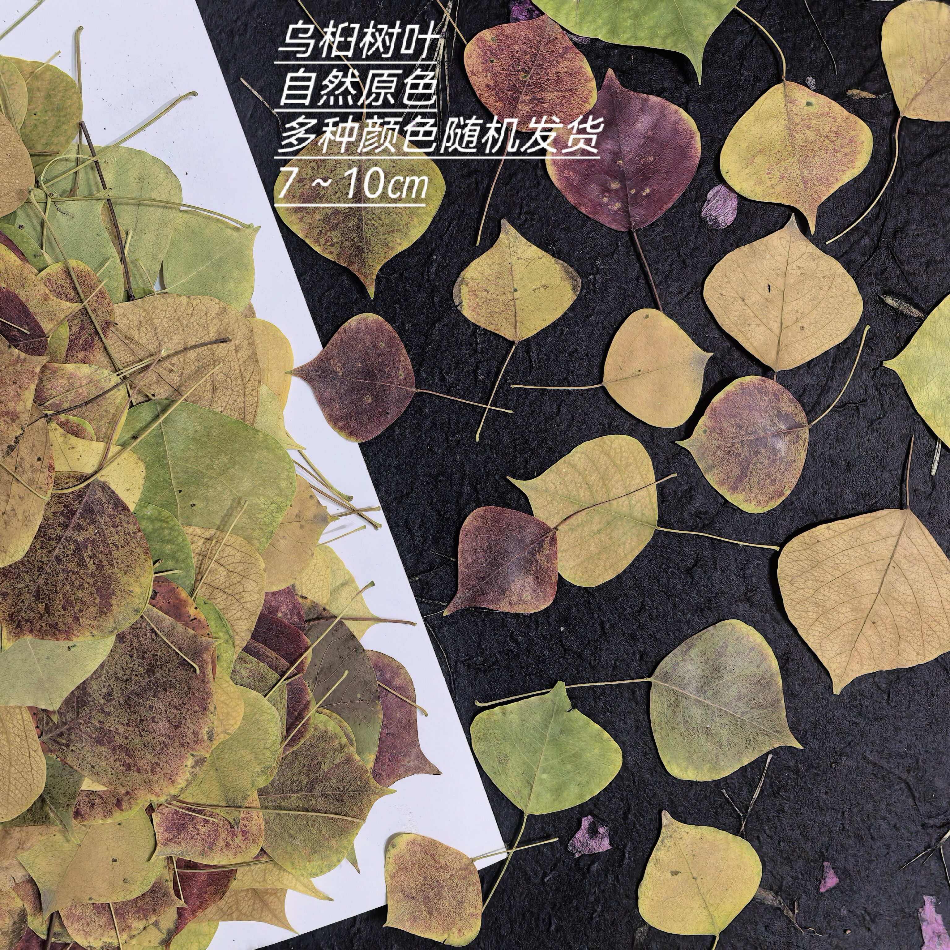 周周押花压花乌桕真树叶秋色彩叶干花植物标本贴画