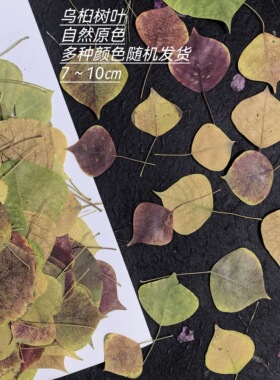 周周押花压花乌桕真树叶秋色彩叶干花植物标本贴画