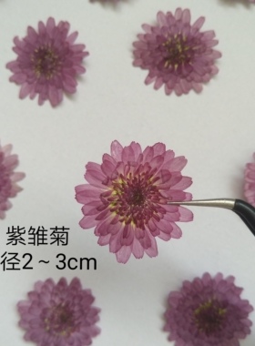 雏菊植物标本干花压花滴胶手工