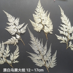 周周押花乌蕨狼尾蕨漂白叶压花植物干花标本白色半透明叶滴胶手工