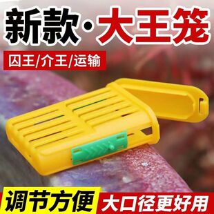 多功能囚王笼塑料防逃工具中意蜂专用介王笼装蜂王储王器新款