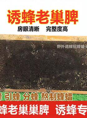 蜂蜡天然老巢脾蜂巢蜜蜂窝新手养蜂工具诱蜂招蜂水引蜂巢础蜂巢素