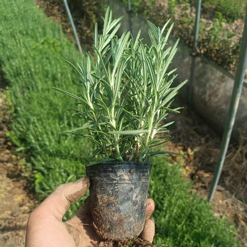 可食用迷迭香苗 牛排用食用香草西餐香料迷失香调料阳台绿植
