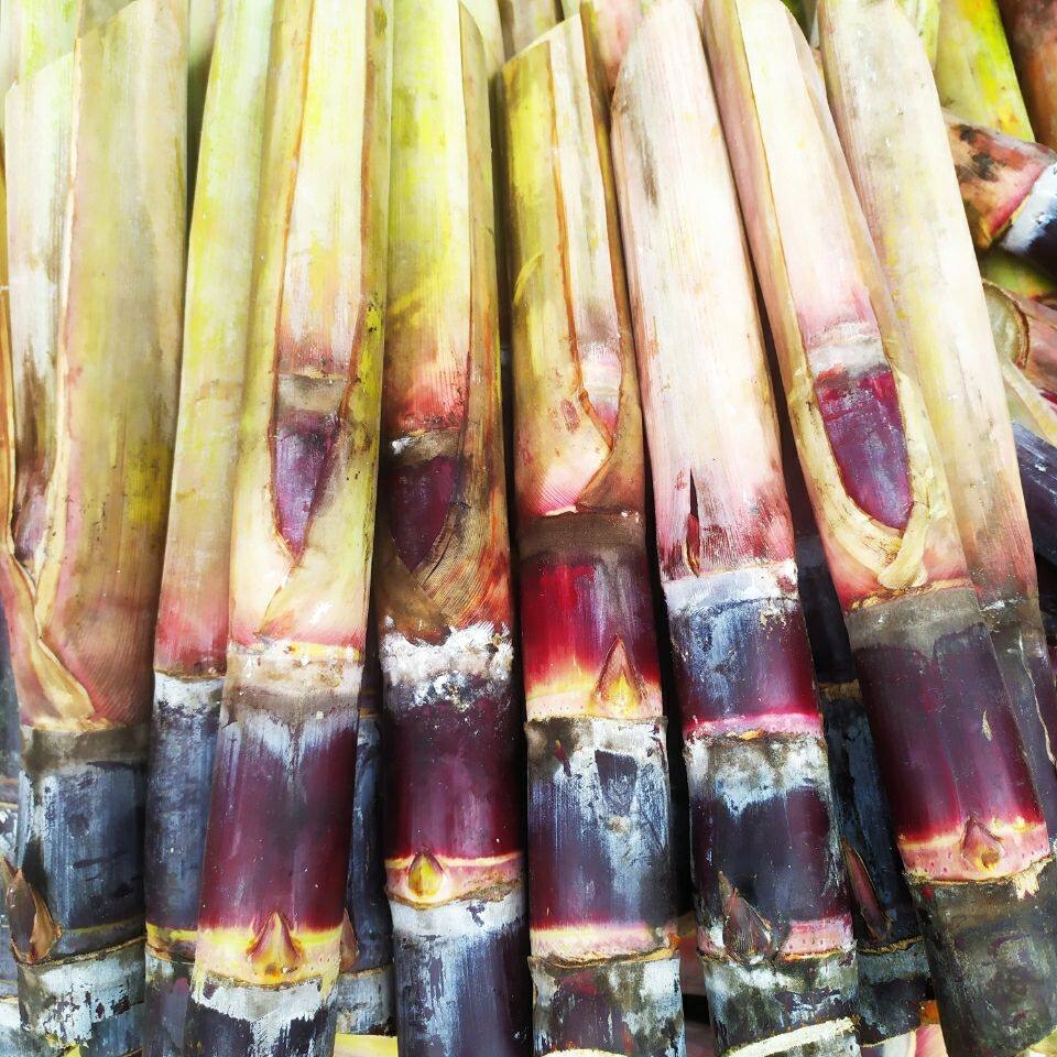 广西甘蔗苗紫薄皮红皮水果甘蔗种甘蔗2/5/10根新鲜紫皮甘蔗种子