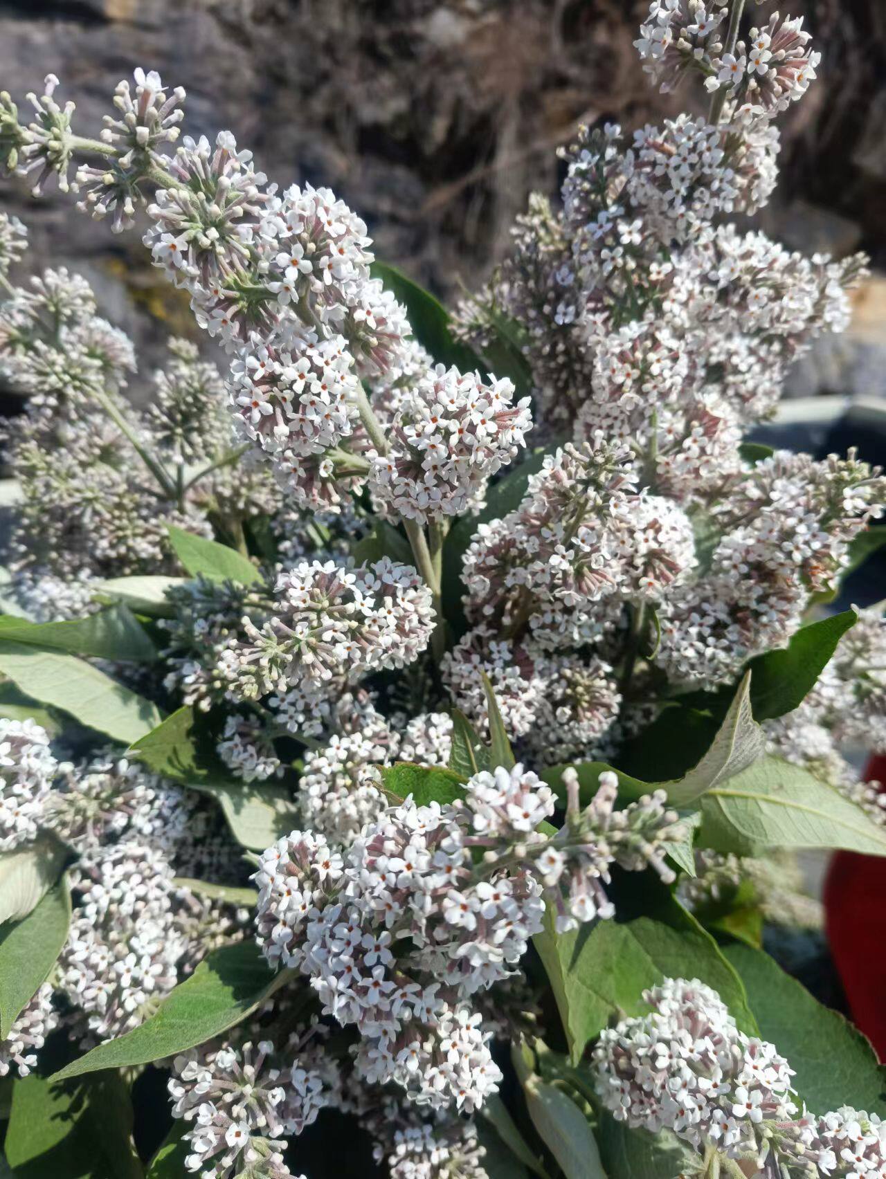 黄饭花野生密蒙花新鲜花迈花麦五色糯米饭染料染饭花500g包邮