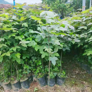 广西枫香树,土枫香树,枫树小苗,造林苗枫香小苗,乌米饭枫树苗
