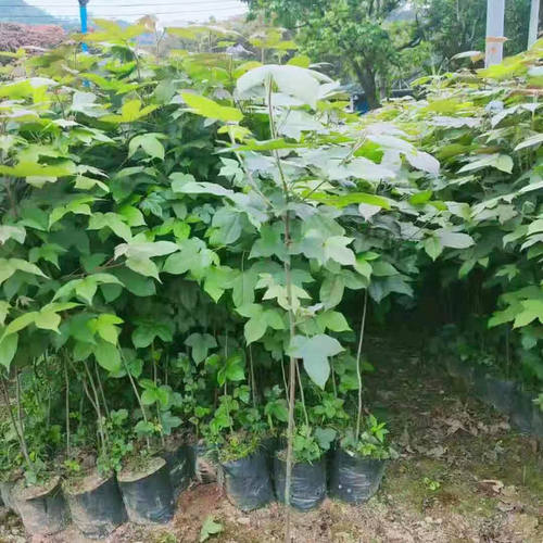 广西枫香树,土枫香树,枫树小苗,造林苗枫香小苗,乌米饭枫树苗