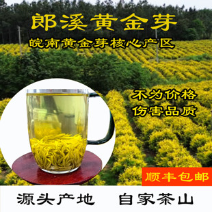 安徽宣城黄金芽黄金茶叶优质小芽头茶叶2025年春季新茶