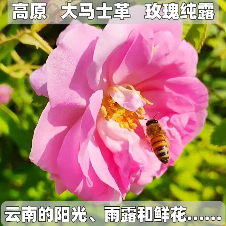 云南大马士格玫瑰纯露化妆水爽肤水毛孔保湿补水小分子敏感喷雾