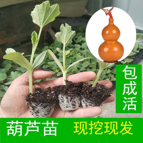手捻葫芦特小文玩草里金小美国葫芦苗秧庭院观赏阳台盆栽植物