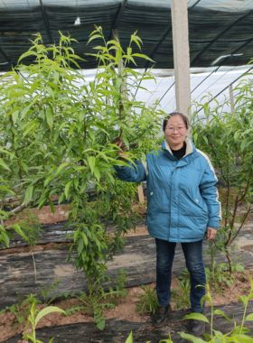 新鲜整枝桃树叶桃树东南枝带叶宝宝孕妇老人护身桃树叶现拍现摘