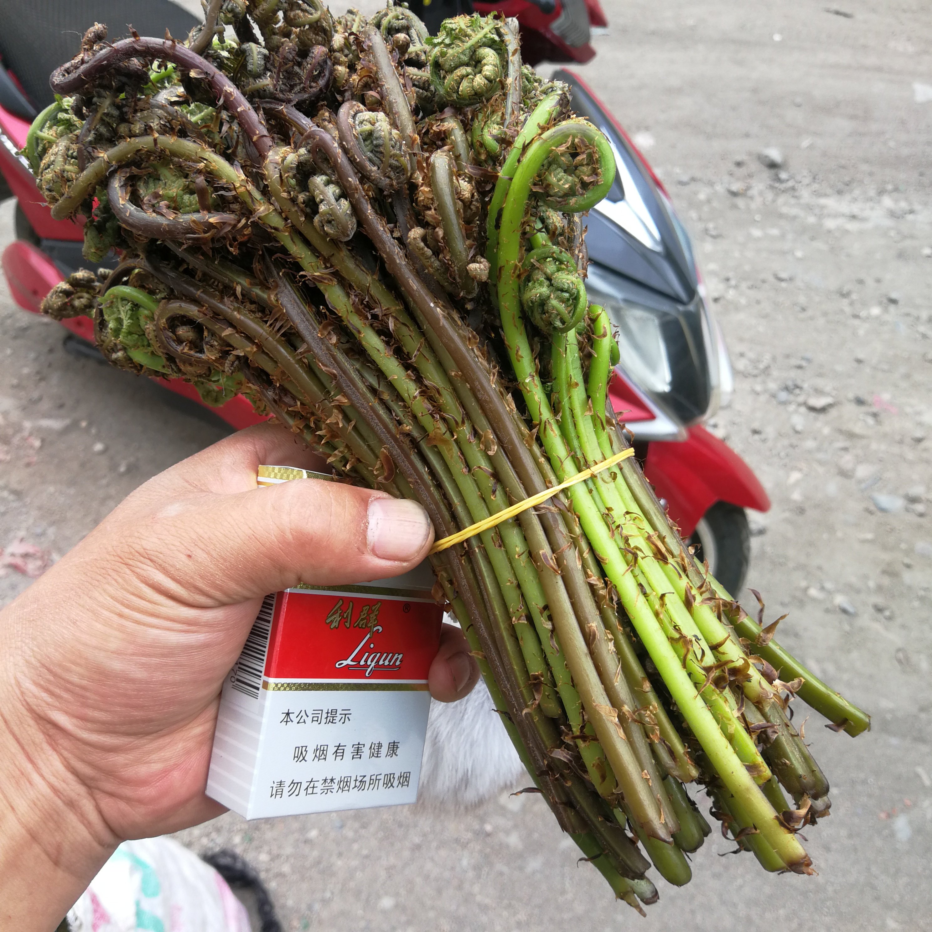 长白山野菜新鲜猴子腿紫菜蕨菜类紫茎菜炒腊肉做咸菜包邮