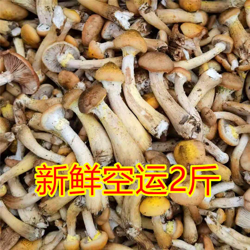 新鲜采摘野生榛蘑长白山产地发货