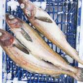 延边新鲜明太鱼整条冷冻海鱼新货狭鳕鱼棒鱼宝宝辅食4斤装 包邮