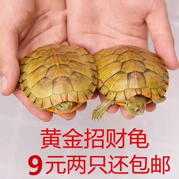 。水里养的宠物水族小乌龟活物淡水忍者观赏龟小宠好养王八迷你宿|msdalam kategori haiwan peliharaan/makanan haiwan dan bekalan, Aquarium World, penyu/penyu - dari Buy2taobao.com untuk memberikan perkhidmatan ejen Taobao profesional membeli