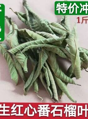 野生新鲜晒干无糖正品芭乐叶茶