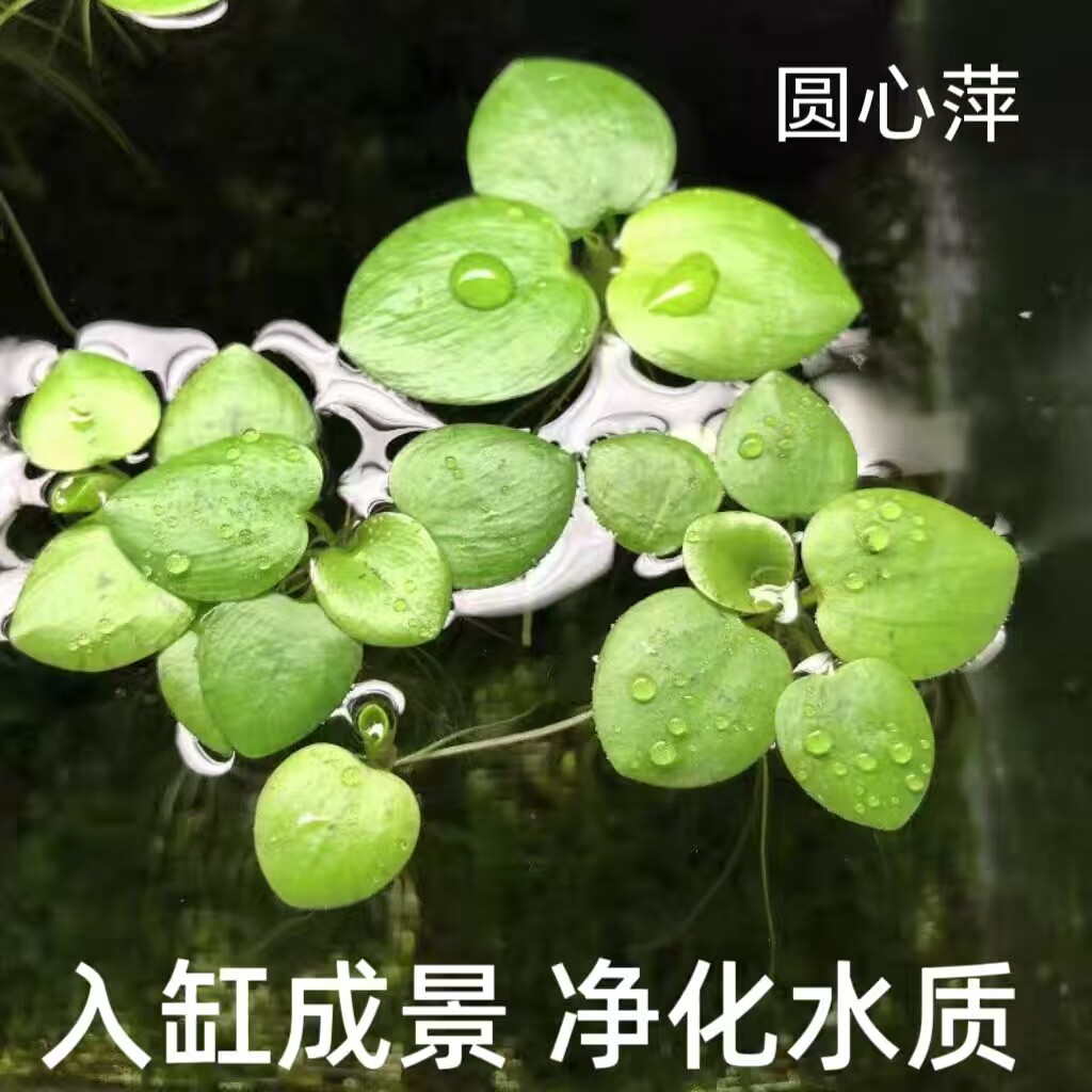 圆心萍浮萍净化水质水培绿植庭院办公室鱼虾龟缸造景增氧漂浮水草
