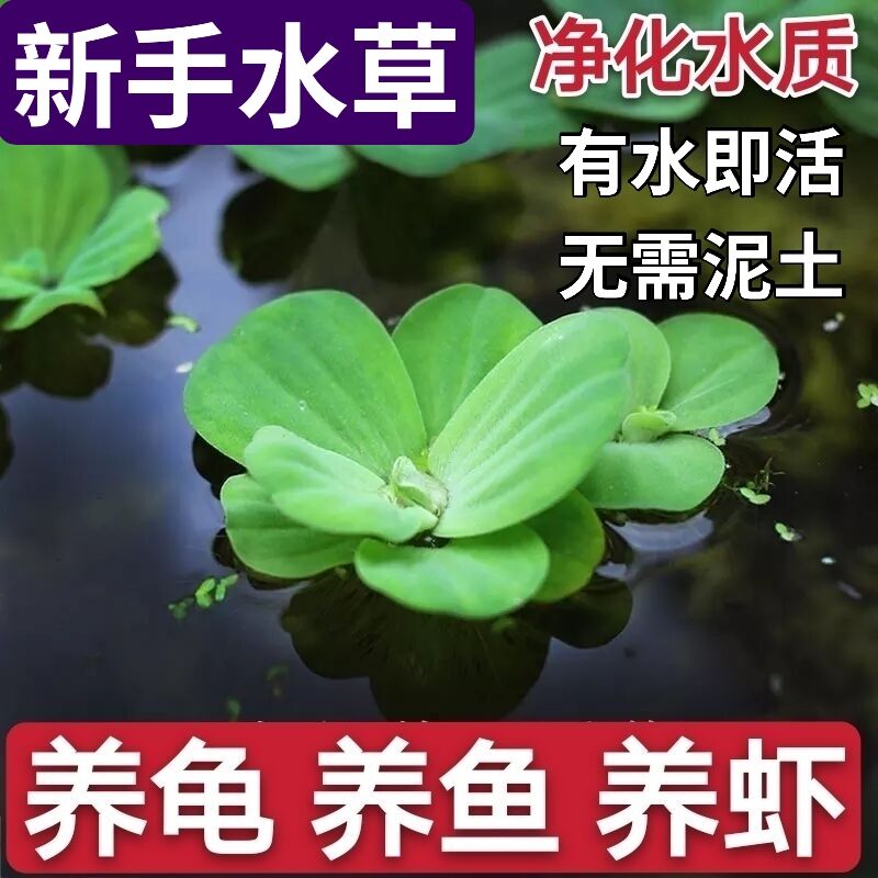 水葫芦植物水生多少钱 水葫芦植物水生优惠券免费领取 有条鱼