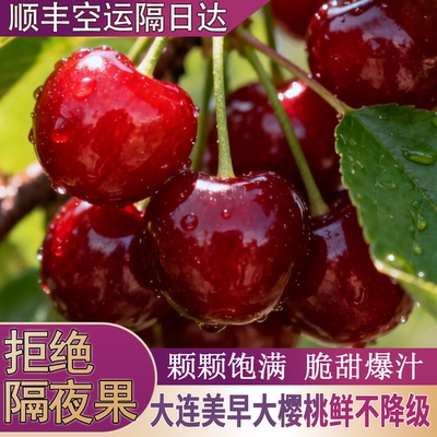 大连美早有机大樱桃新鲜当季时令水果自家果园农场孕妇车厘子顺丰