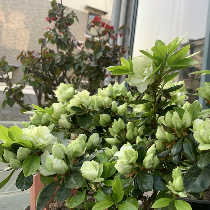 绿色光辉杜鹃花盆栽阳台带花苞