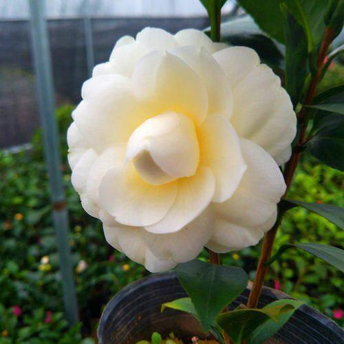 黄色盆栽山茶花苗正黄旗黄达盆载庭院阳台室内外花卉四季常青树