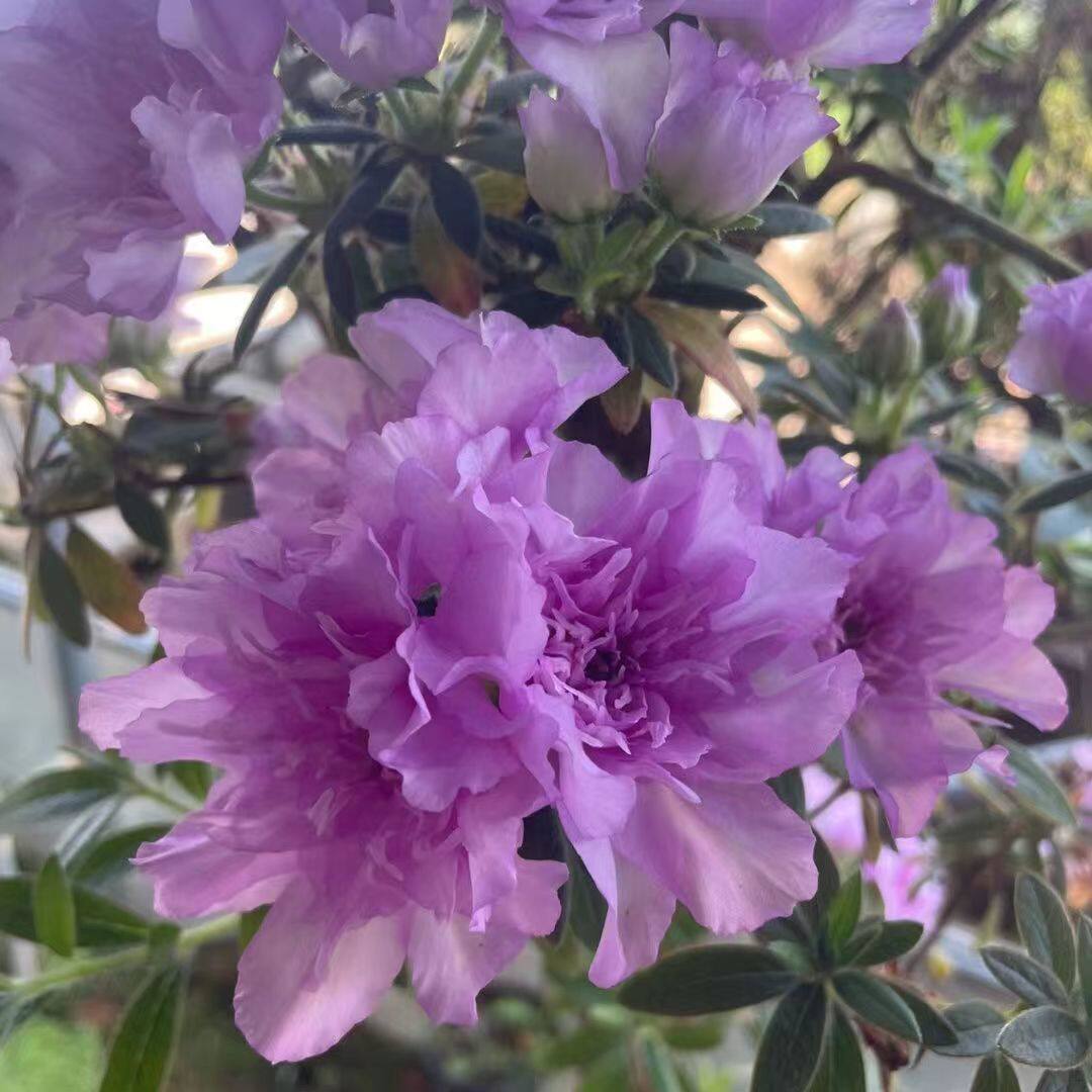 岸牡丹日本杜鹃香味重瓣梦幻紫热门阳台楼顶庭院春季木本花卉植物