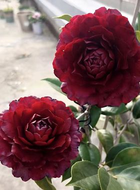 名贵稀有黑色赤丹乌仙茶花苗超级墨川盆栽阳台庭院好养护耐寒热