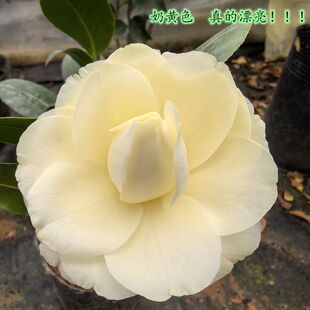 黄色茶花树苗黄达正黄旗精品嫁接树桩盆栽花卉庭院阳台