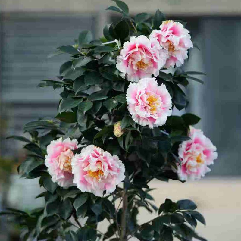 名贵赛牡丹山茶花壮苗