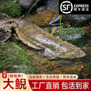 娃娃鱼鲜活食用活体大鲵人工养殖活鱼淡水富贵鱼生鲜水产包活包邮