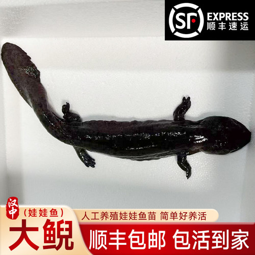 汉中鲜活大鲵娃娃鱼苗