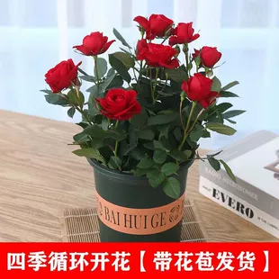 开花不断小月季 花苗室内植物花苞大朵 正宗玫瑰花盆栽带盆带土四季