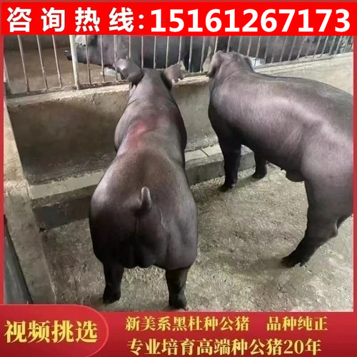 杜洛克繁育级别种公母猪二元公猪红毛杜洛克黑杜洛克二元公猪母猪