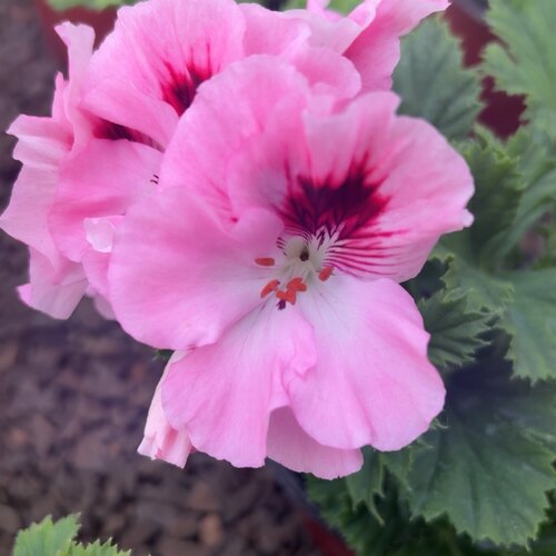 粉蝶蝴蝶梅带花苞大花天竺葵室内外阳台花卉盆栽绿植包邮