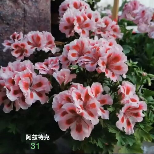 阿兹特克蝴蝶梅天竺葵大花带花苞室内外阳台庭院花卉盆栽绿植