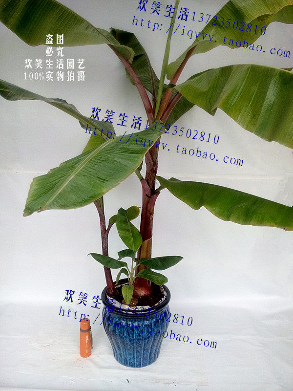 红香蕉苗 红香蕉树苗盆栽 紫香蕉彩叶香蕉火龙蕉芭蕉量大优惠包邮在类目 鲜花速递/花卉仿真/绿植园艺, 花园植物/行道树/果树, 果树中 - 来自Buy2taobao.com提供专业的淘宝代购服务